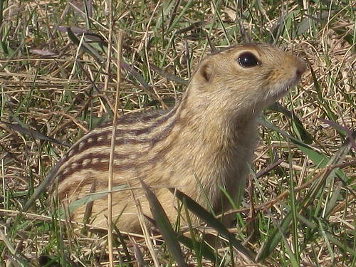 ground squirrel