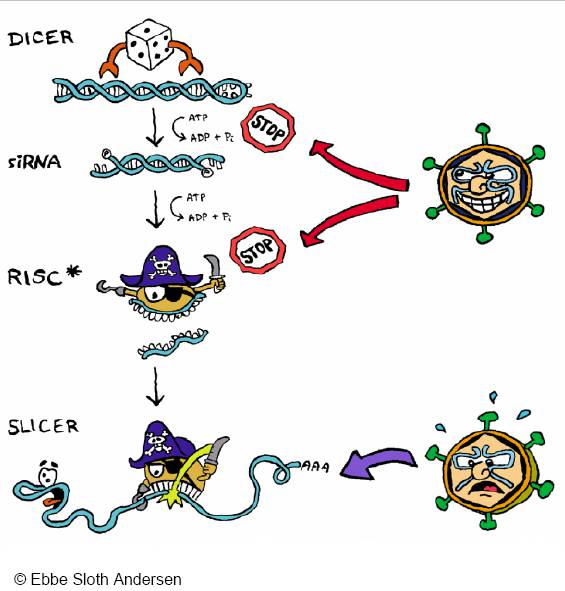 Antiviral RNAi: From Molecular Biology Towards Applications