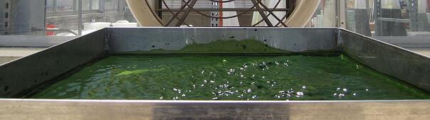 san diego algae research