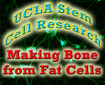 ucla stem cell research