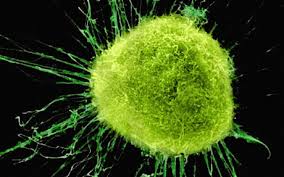 cancer_cell