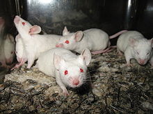 220px Lightmatter lab mice
