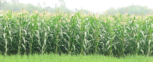 corn research
