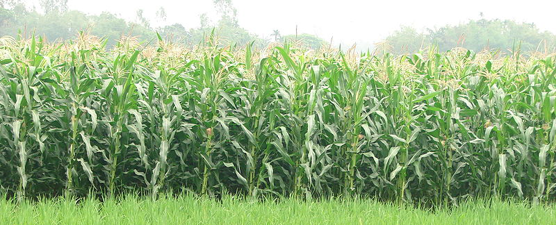 cornfield