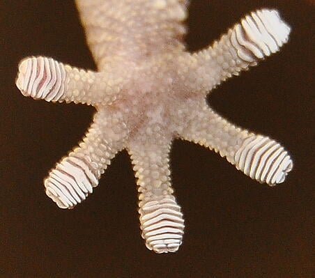 Gecko-foot