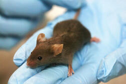 Life science researchers in Houston found that AHCC could defeat HPV in mice. 