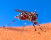 Malaria is transferred from mosquito's to humans, and some strains of malaria are becoming resistant to current drugs. 