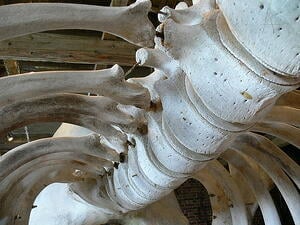 whalespine