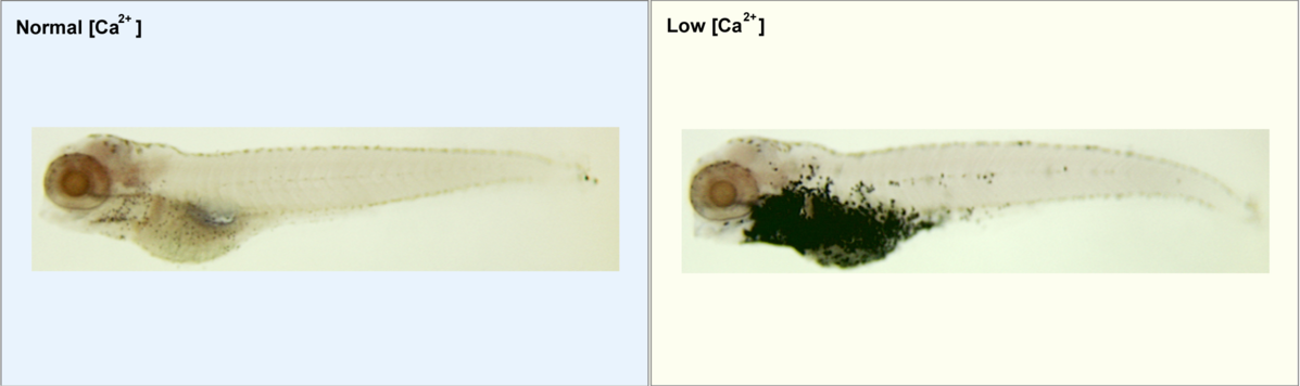 Zebrafish Shed Light on Colon Cancer at Ann Arbor