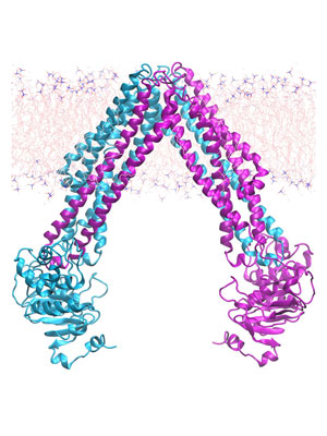 glycoprotein in membrane