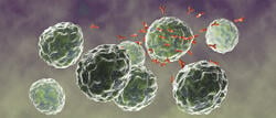 mabtech b cells 2