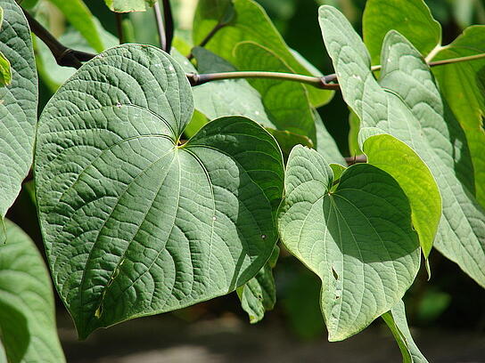 Kava plant, Courtesy of Wikimedia Commons and Forest & Kim Starr