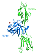 220px Crystal Structure of FGF10 FGFR2b Complex 1NUN
