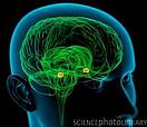 amygdala brain2