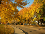 800px Autumn on CSU campus, Ft Collins resized 600