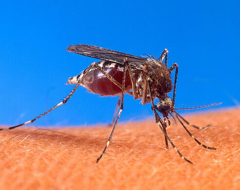 Mosquito bioresearch