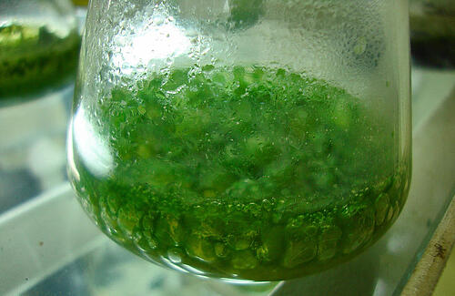 algae bioresearch