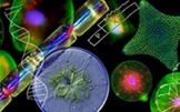 The molecular life of diatoms 4 resized 600
