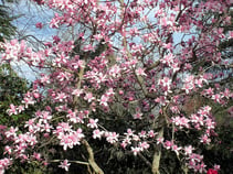 honokiol can be found in the bark of Magnolia Trees, and is used as a remedy in Asia. 
