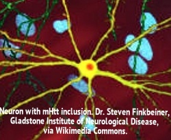 Neuron with mHTT inclusion