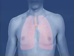 Asthma_attack-airway_bronchiole_constriction-animated.gif