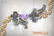 CRISPR-Cas9_Editing_of_the_Genome_(26453307604).jpg