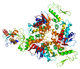 Protein_UBE3A_PDB_1c4z.png