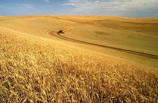 Wheat_harvest_1.jpg