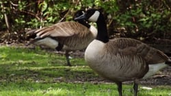 geese-1424572-m