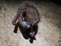Tri-colored_bat_with_visible_signs_of_WNS_8467561947
