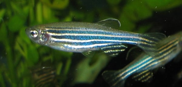 Zebrafisch