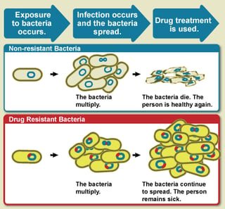 Drug resistant bacteria, also known as "superbugs"