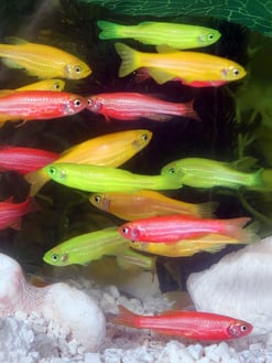 Genetically Engineered Zebrafish, courtesy of www.glofish.com - http://www.glofish.com/images/glofish_005.jpg, Attribution, https://commons.wikimedia.org/w/index.php?curid=1820953