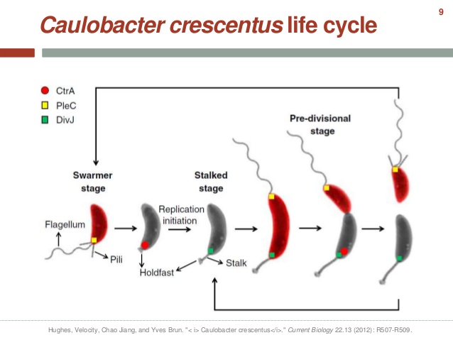 $1.2M Research Grant for Rutgers University to Study Bacteria